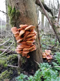 Gewoon fluweelpootje [Flammulina velutipes]